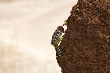 A Red-and-Yellow Barbet Picks at a Termite Mound