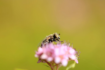 Fly