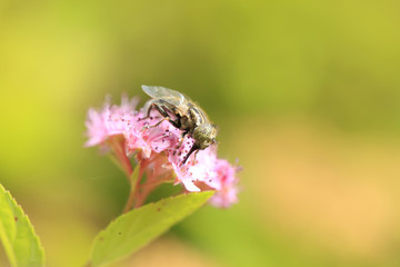 Fly