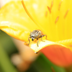 Fly