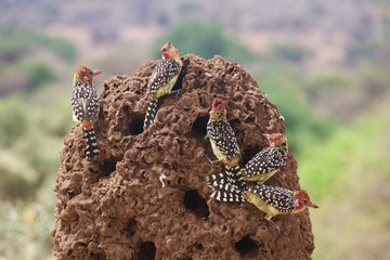 Red-and-Yellow Barbets Eat Termites in Tarangire National Park