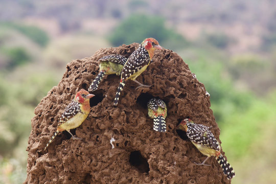 Barbets Feast on Termites in Tarangire National Park