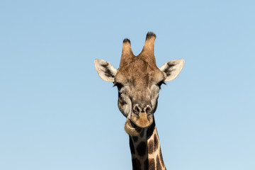 Fototapeta premium Giraffe head looking straight on