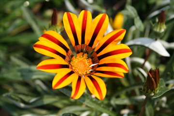 Flower like a Sun