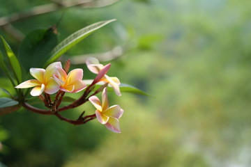 Fototapeta premium Plumeria Blossom