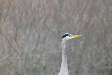 bird,white,black,nature,eyes,beak,grass,bush