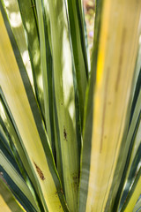 Desert Plants
