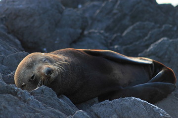Fototapeta premium Resting Fur Seal
