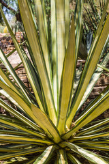 Desert Plants