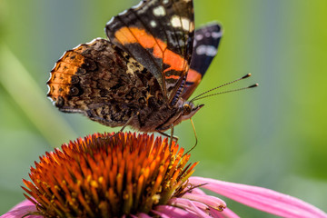 butterfly on purple coneflower