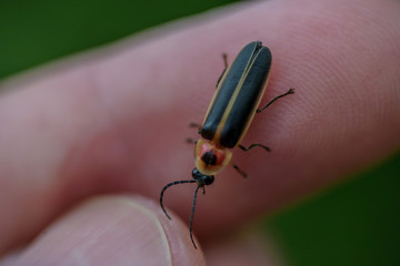holding a firefly on finger