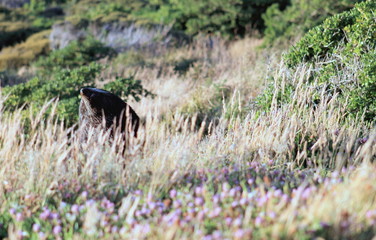 Fur seal hiding in clover and grass