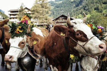 decorated swiss cows