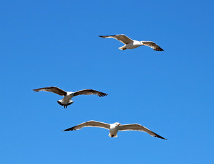 Fototapeta premium 3 seagulls flying with blue sky