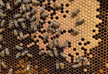 Honey bees on the home apiary