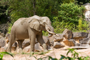 Fototapeta premium Elephant male walking with its trunk in the mouth with stones and trees on the background