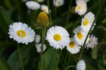 Fototapeta premium Fragrant white flowers of summer