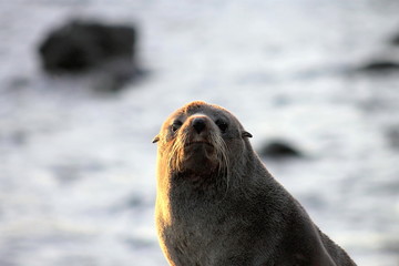 New Zealand Fur Seal
