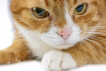 Portrait of a close-up pensive red cat 
