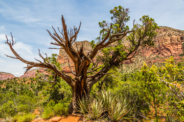 Trees by Courthouse Butte