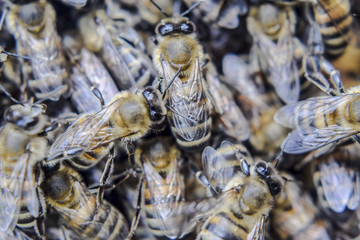 Macro photograph of bees. Dance of the honey bee. Bees in a bee hive on honeycombs.