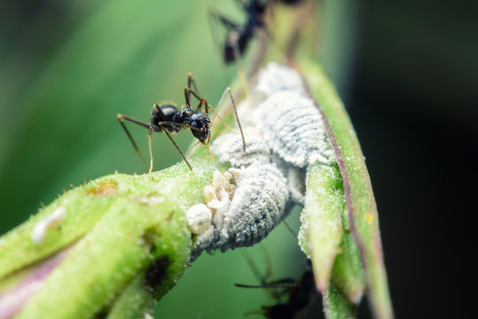 ant look after mealybug to get sugar from mealybug