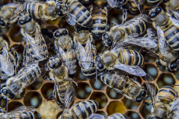 Macro photograph of bees. Dance of the honey bee. Bees in a bee hive on honeycombs.