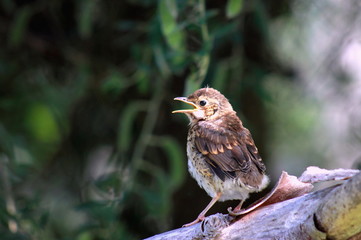 Song Thrush Fledgling