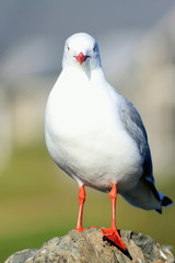 Close up of a red-billed gull