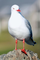 Close up of a red-billed gull