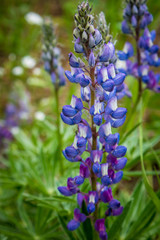 Crazy Woman Canyon Buffalo Wyoming