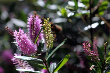 New Zealand Hebe Flowers