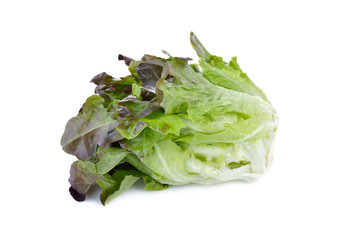 fresh red leaf lettuce on white background