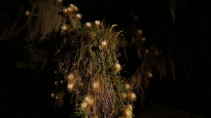 Florida causes flower nocturnal bloom