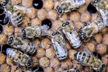 Macro photograph of bees. Dance of the honey bee. Bees in a bee hive on honeycombs.