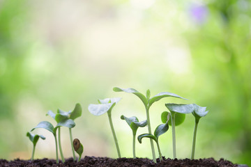 Growing sprout