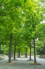 Fototapeta na wymiar 公園の木々