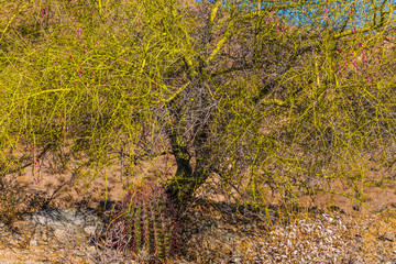 Green Tree
