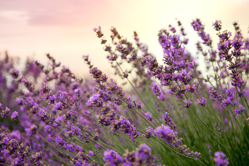 Lavender floral background sunlit