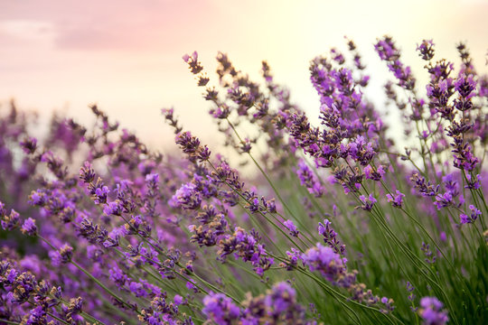 Fototapeta Lavender floral background sunlit