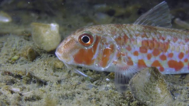 Sea fish Red mullet (Mullus barbatus) lies on the bottom and moves with antennae, close-up.
