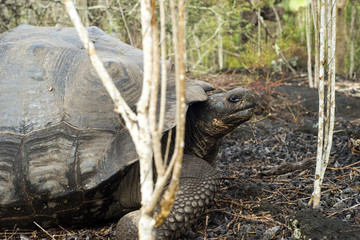Tortuga galápagos