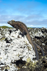 Iguana Galápagos