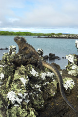 Iguana Galápagos