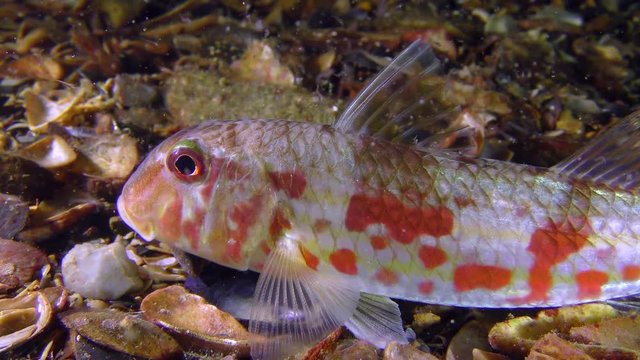 Game-fish Red mullet (Mullus barbatus) lies on the bottom, small plankton organisms float around, close-up.
