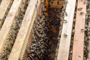 Open bee hive. Plank with honeycomb in the hive. The bees crawl along the hive. Honey bee.
