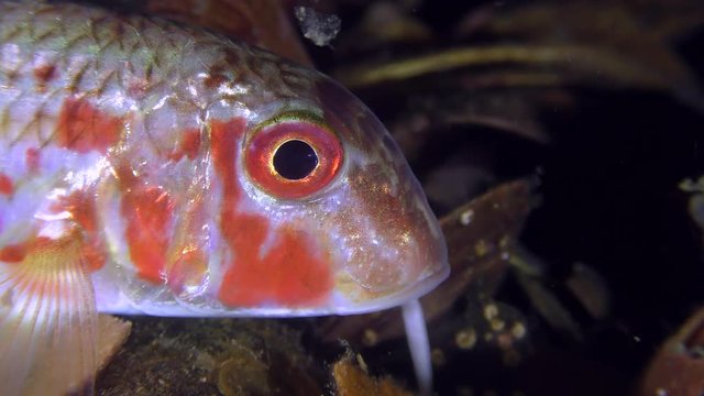 Game-fish Red mullet (Mullus barbatus) lies on the bottom and rotates eyes, close-up.
