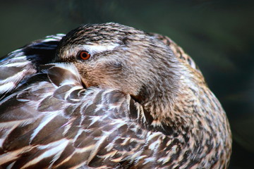 Close up image of a Duck