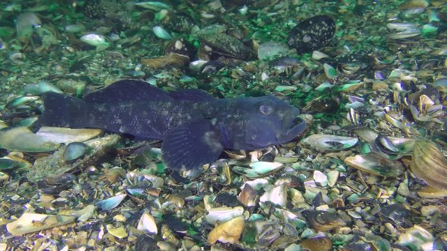Round goby (Neogobius melanostomus): an exhausted male after the nest has been guarded for 2 to 3 weeks.
