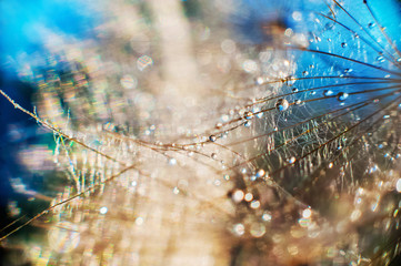 Beautiful fairytale bright photo of faded dandelions with soft focus on water droplets on bright colorful background